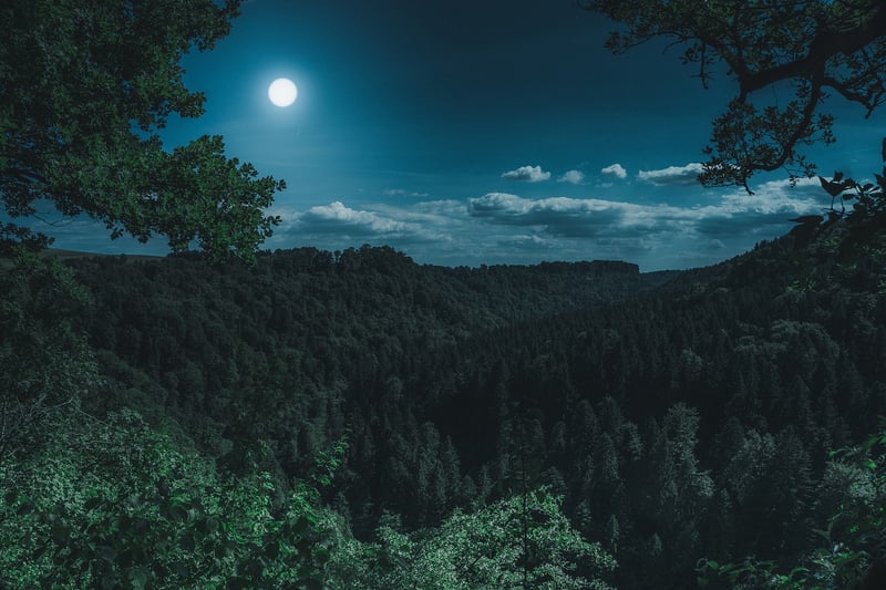 Mystical Forest Clearings