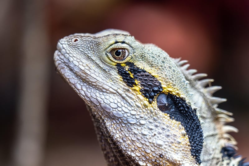 Fire-breathing Dragon